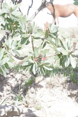 Protea subvestita