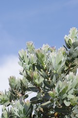 Protea subvestita