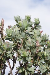 Protea subvestita