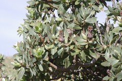 Protea subvestita