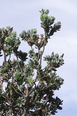 Protea subvestita