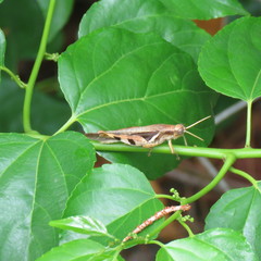 Stenocatantops angustifrons