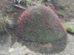 Euphorbia pulvinata