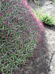 Euphorbia pulvinata