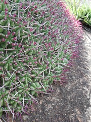 Euphorbia pulvinata