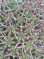 Euphorbia pulvinata