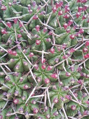 Euphorbia pulvinata