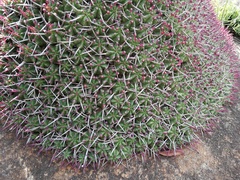 Euphorbia pulvinata