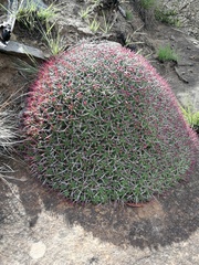 Euphorbia pulvinata