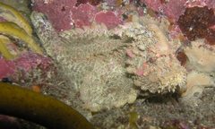 Aploactisoma milesii