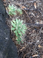 Mammillaria longimamma