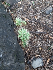 Mammillaria longimamma