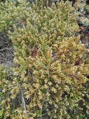 Aspalathus hispida hispida