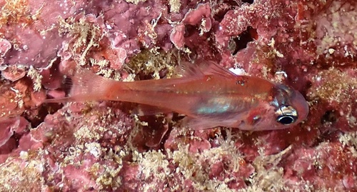 Apogon erythrinus observed 2025-08-06