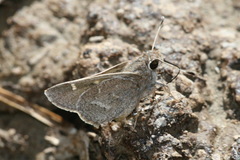 Atrytonopsis pittacus