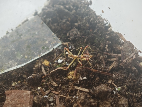 Epidaus tuberosus