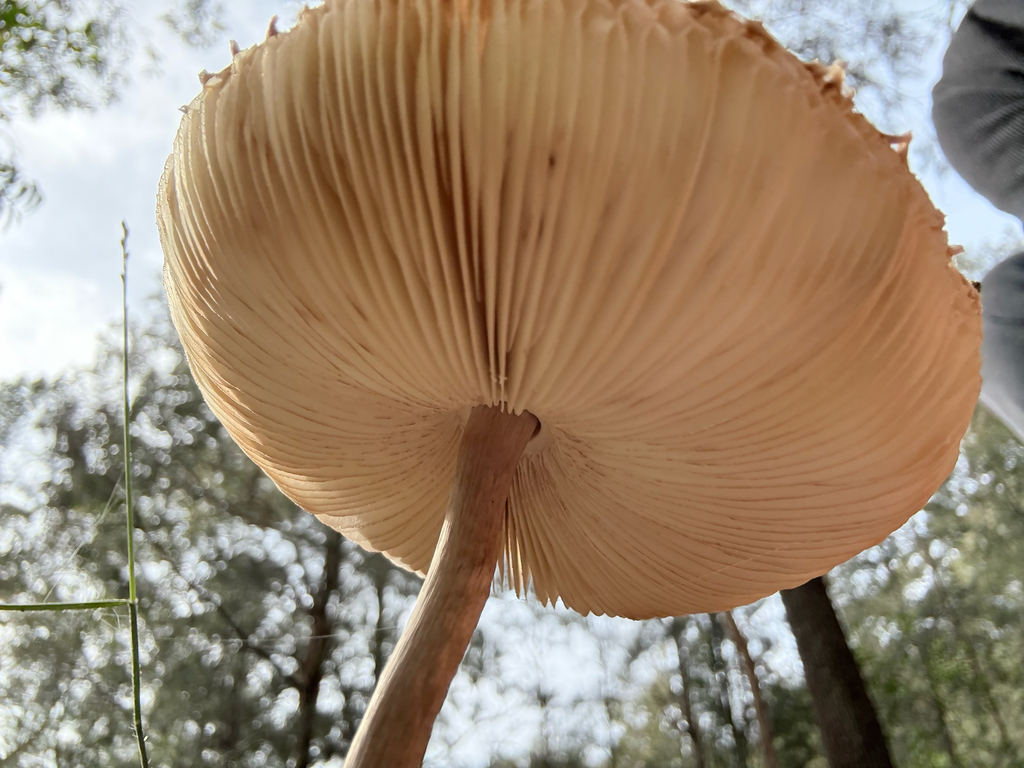 Macrolepiota clelandii · August 2025 · photo: © mulgara (iNaturalist, cc0)