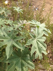 Ricinus communis