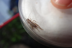 Acheta domesticus