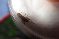 Acheta domesticus