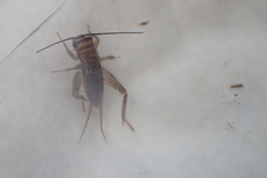 Acheta domesticus