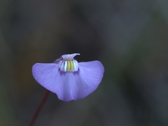 Utricularia uniflora