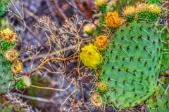 Opuntia huajuapensis