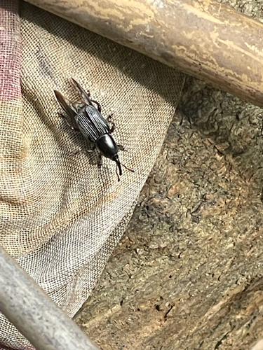 Banana Stem weevil