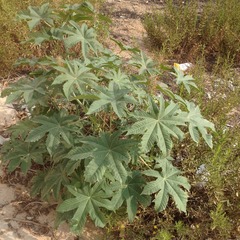 Ricinus communis