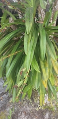 Angraecum eburneum image