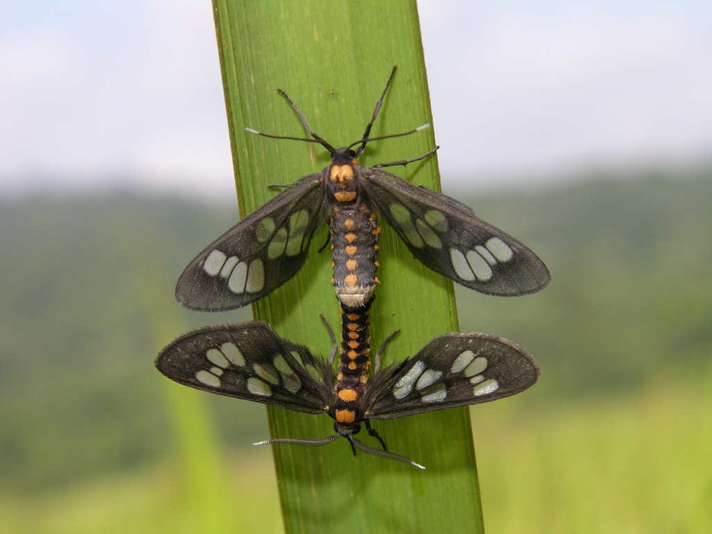 Common Wasp-Moth