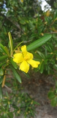 Hibbertia coriacea image