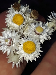 Achyranthemum paniculatum