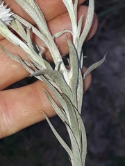 Achyranthemum paniculatum