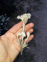 Achyranthemum paniculatum