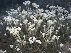 Achyranthemum paniculatum