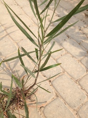 Acacia saligna