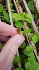 Fuchsia procumbens