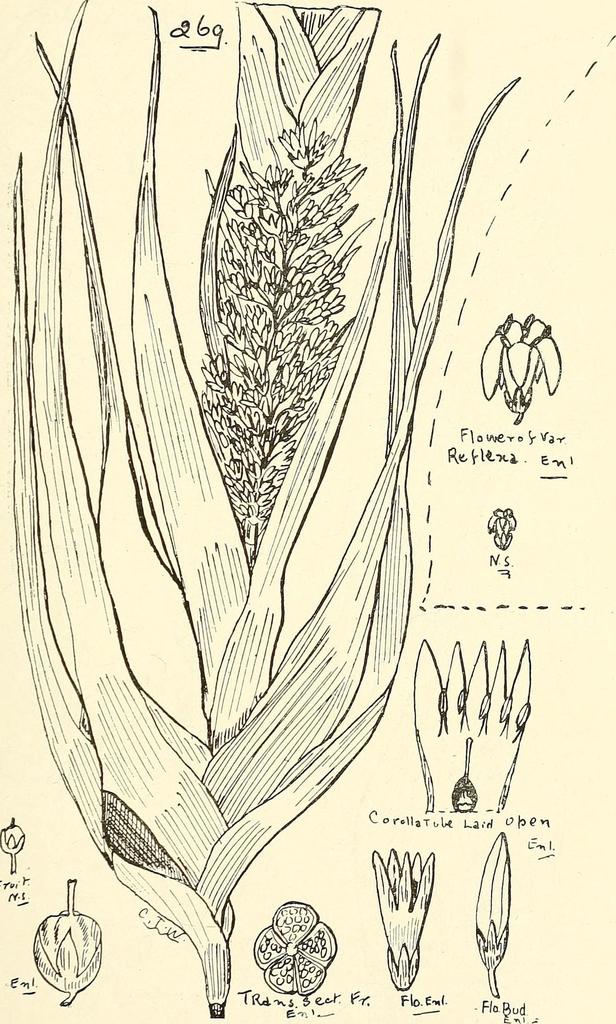 Scoparia elliptica