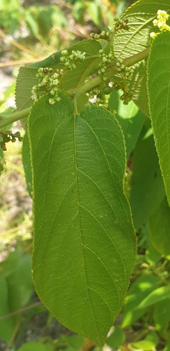 Cannabaceae image