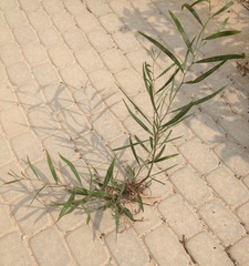Acacia saligna