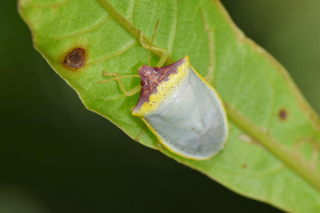 Priassus