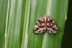 Ricania marginalis