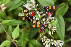 Euchromia elegantissima