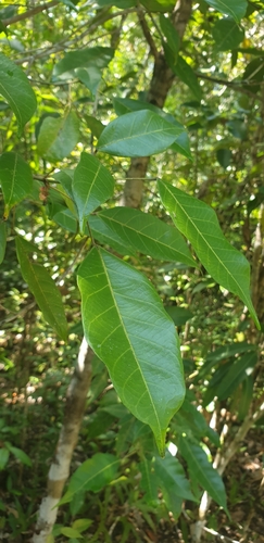 Hancea spinulosa image