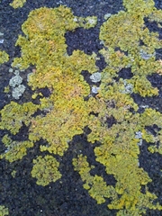Xanthoria parietina