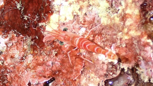 Cinetorhynchus fasciatus, 2025-08-06
