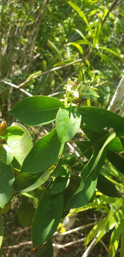 Gaertnera guillotii image