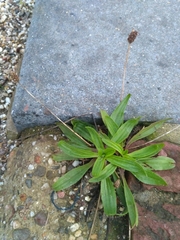 Plantago lanceolata