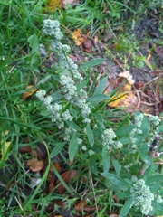 Chenopodium album